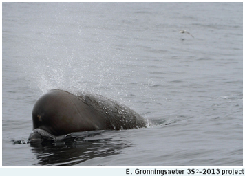 Northern bottlenose whale- Photo by E.Gronningsaeter