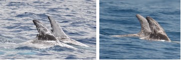 Risso’s dolphin 2012_3A on the 22nd of July in 2012 (left) and in 2013 (right)
